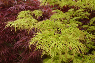 Acer 'Emerald Lace' Japanese Maple Plant - 25-35cm in Height Ready to Plant