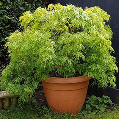 Acer 'Emerald Lace' Japanese Maple Plant - 25-35cm in Height Ready to Plant - 3