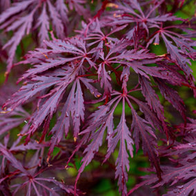 Acer Garnet - Deep Red Foliage, Outdoor Plant, Ideal for Gardens, Compact Size (50-70cm Height Including Pot)