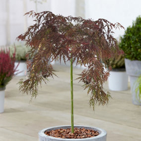 Acer Inaba-Shidare Patio Tree - Stunning Variety, Ideal for UK Gardens, Compact Size (2-3ft)