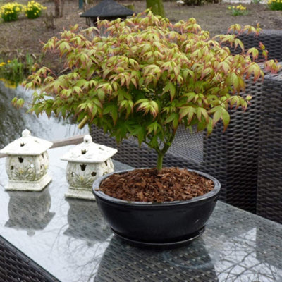 Acer Japanese Jewel palmatum Little Princess 3 Litre Potted Plant x 1