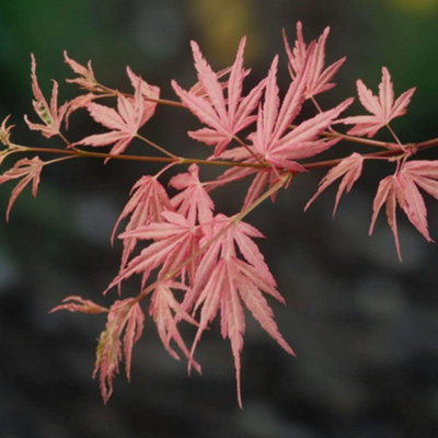 Acer Japanese Jewel palmatum Taylor 13cm Potted Plant x 1 | DIY at B&Q