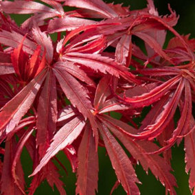 Acer Jerre Schwartz - Vibrant Red Foliage, Outdoor Plant, Ideal for Gardens, Compact Size (50-70cm Height Including Pot)