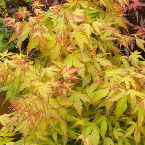 Acer Katsura - Beautiful Japanese Maple Tree for Breathtaking UK Gardens - Outdoor Plant (30-40cm Height Including Pot)