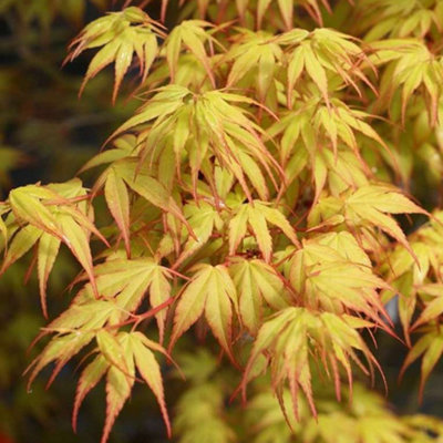 Acer Katsura - Beautiful Japanese Maple Tree for Breathtaking UK Gardens - Outdoor Plant (30-40cm Height Including Pot) - 3