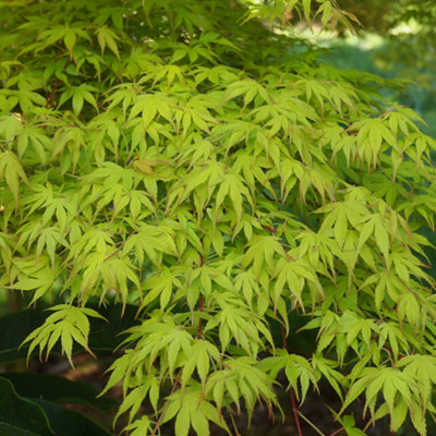 Acer Katsura - Beautiful Japanese Maple Tree for Breathtaking UK Gardens - Outdoor Plant (30-40cm Height Including Pot) - 4