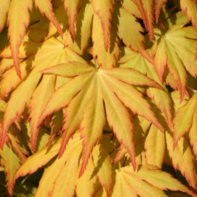 Acer Katsura - Vibrant Autumn Colors, Outdoor Plant, Ideal for Gardens, Compact Size (50-70cm Height Including Pot)