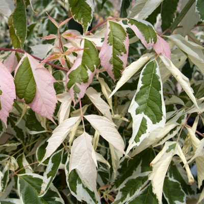 Acer Negundo Flamingo Maple Tree in 3L Pot at B&Q