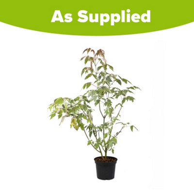 Acer Negundo Flamingo Maple Tree in 3L Pot