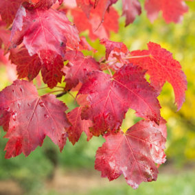Acer October Glory Tree - Brilliant Autumn Colors, Compact Size, Hardy (5-6ft)