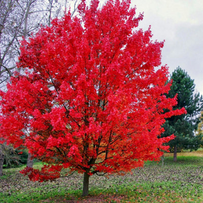 Acer October Glory Tree - Brilliant Autumn Colors, Compact Size, Hardy (5-6ft)