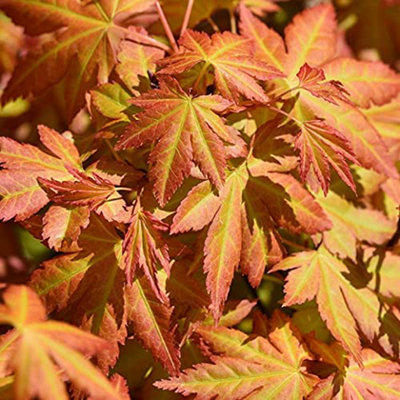 Acer Orange Dream Plant - 20-30cm in Height - Japanese Maple Tree - 3