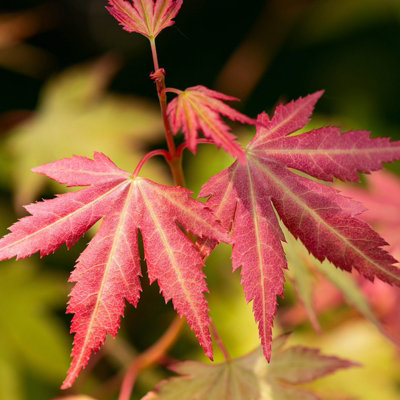 Acer Orange Dream Plant - 20-30cm in Height - Japanese Maple Tree - 4
