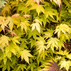 Acer Orange Dream Plant - Vibrant Foliage, Compact Size, Hardy (20-40cm Height Including Pot)