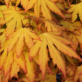 Acer Orange Dream - Vibrant Foliage, Outdoor Plant, Ideal for Gardens, Compact Size (50-70cm Height Including Pot)