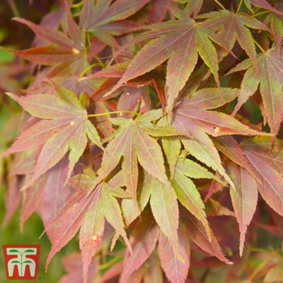 Acer Palmatum 9cm Potted Plant x 2 + Planter Grey x 2