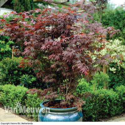 Acer palmatum Atropurpureum 7cm Potted Plant x 3