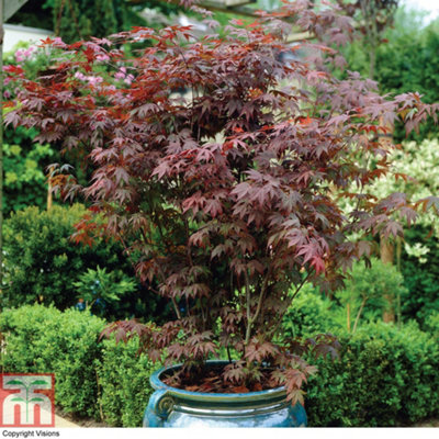 Acer Palmatum Atropurpureum 7cm Potted Plants x 2 + Planter Sabina Dark Grey (Antraciet) 32cm Potted Plants x 2