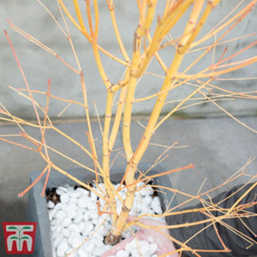 Acer palmatum Bi hoo 6.5 Litre Potted Plant x 1