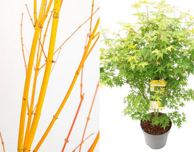 Acer Palmatum Bi Hoo Japanese Maple Plant Extra Large 4ft Supplied in a ...