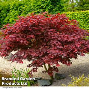 Acer Palmatum Bloodgood 3 Litre Potted Plant x 1