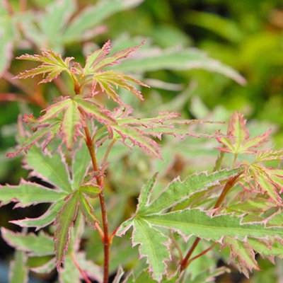 acer-palmatum-butterfly-10-5cm-potted-plant-x-1