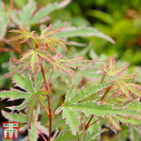 Acer palmatum Butterfly 13cm Potted Plant x 1