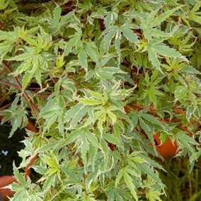 Acer palmatum Butterfly Garden Tree - Variegated Leaves, Compact Size, Hardy (15-30cm Height Including Pot)