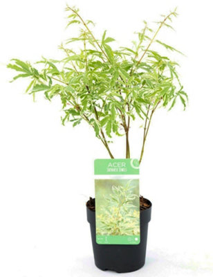 Acer palmatum Butterfly Garden Tree - Variegated Leaves, Compact Size, Hardy (15-30cm Height Including Pot)