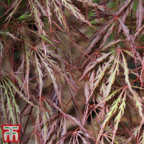 Acer palmatum Crimson Queen 13cm Potted Plant x 1