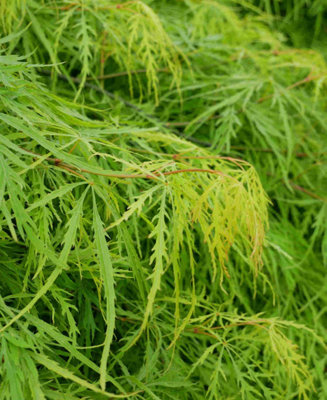 Acer Palmatum Dissectum Emerald Lace - 1 x 9cm pots