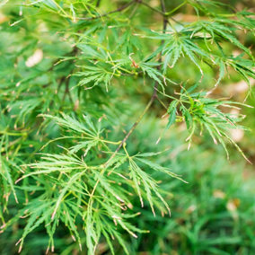 Acer palmatum Dissectum Emerald Lace Japanese Maple in a 1.5L Pot