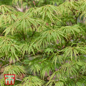 Acer Palmatum Emerald Lace 3 Litre Potted Plant x 1