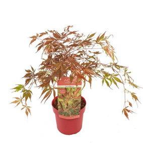 Acer palmatum Extravaganza 3 Litre Potted Plant x 1