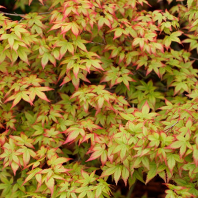 Acer palmatum　直径20～23㎝　53個 Sheffield's Seed Company