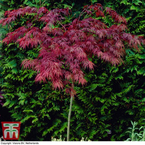 Acer Palmatum Garnet 6 Litre Potted Plant x 1