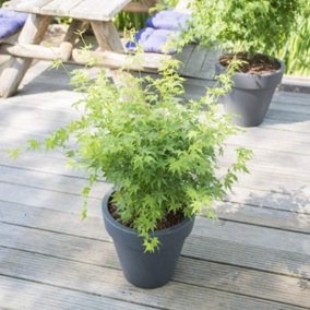 Acer Palmatum Going Green 13cm Potted Plant x 1