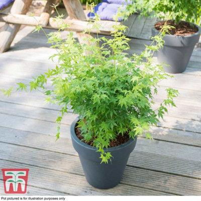 Acer palmatum Going Green 3 Litre Potted Plant x 1