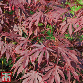 Acer palmatum Japanese Maple - 9cm potted plant x 1