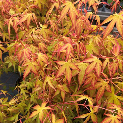 Acer Palmatum 'Katsura' - Japanese Maple 25-35cm in Height - Autumn Colour