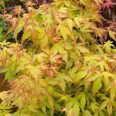 Acer Palmatum 'Katsura' - Japanese Maple 25-35cm in Height - Autumn Colour - 3
