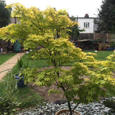 Acer Palmatum 'Katsura' - Japanese Maple 25-35cm in Height - Autumn Colour - 4