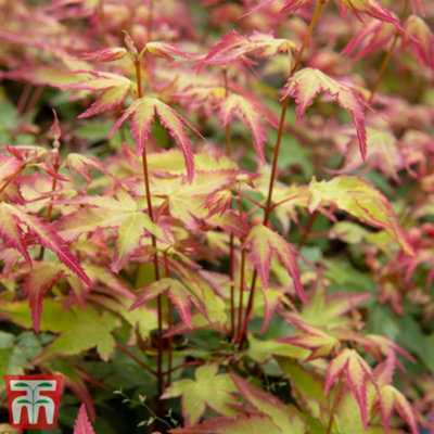 Acer Palmatum Little Princess 13cm Potted Plant x 1