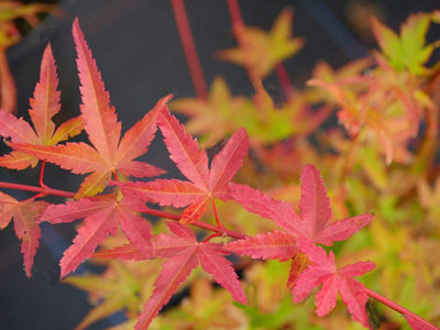 Acer Palmatum "Phoenix" in a 11cm Pot Ready to Plant - Japanese Maple for Autumn