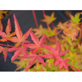 Acer Palmatum "Phoenix" in a 11cm Pot Ready to Plant - Japanese Maple for Autumn