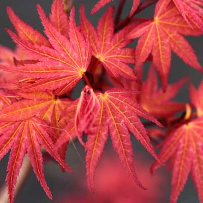 Acer Palmatum "Phoenix" in a 11cm Pot Ready to Plant - Japanese Maple for Autumn