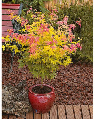 Acer Palmatum "Phoenix" in a 11cm Pot Ready to Plant - Japanese Maple for Autumn - 4