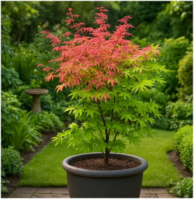 Acer Palmatum 'Phoenix' Japanese Maple Tree Deciduous Garden Plant (9cm ...