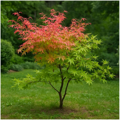 Acer Palmatum 'Phoenix' Japanese Maple Tree Deciduous Garden Plant (9cm ...