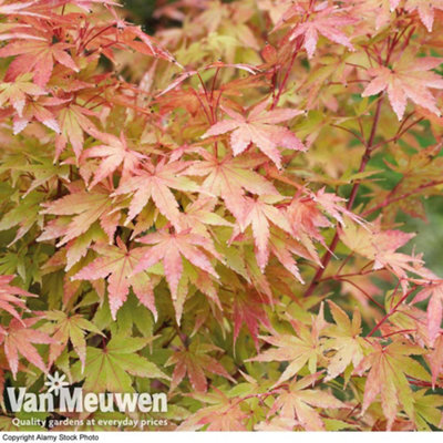 Acer palmatum Sango-kaku 10.5cm Potted Plant x 1